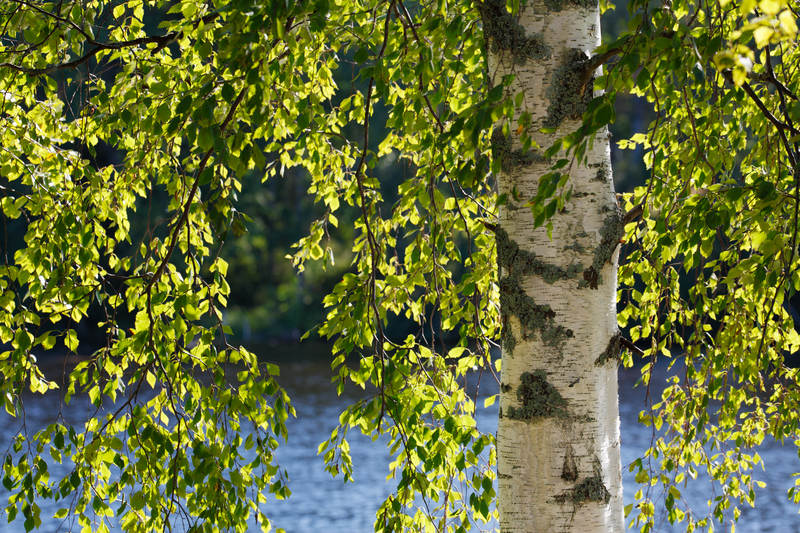 Stora Enso Skog-hero-background