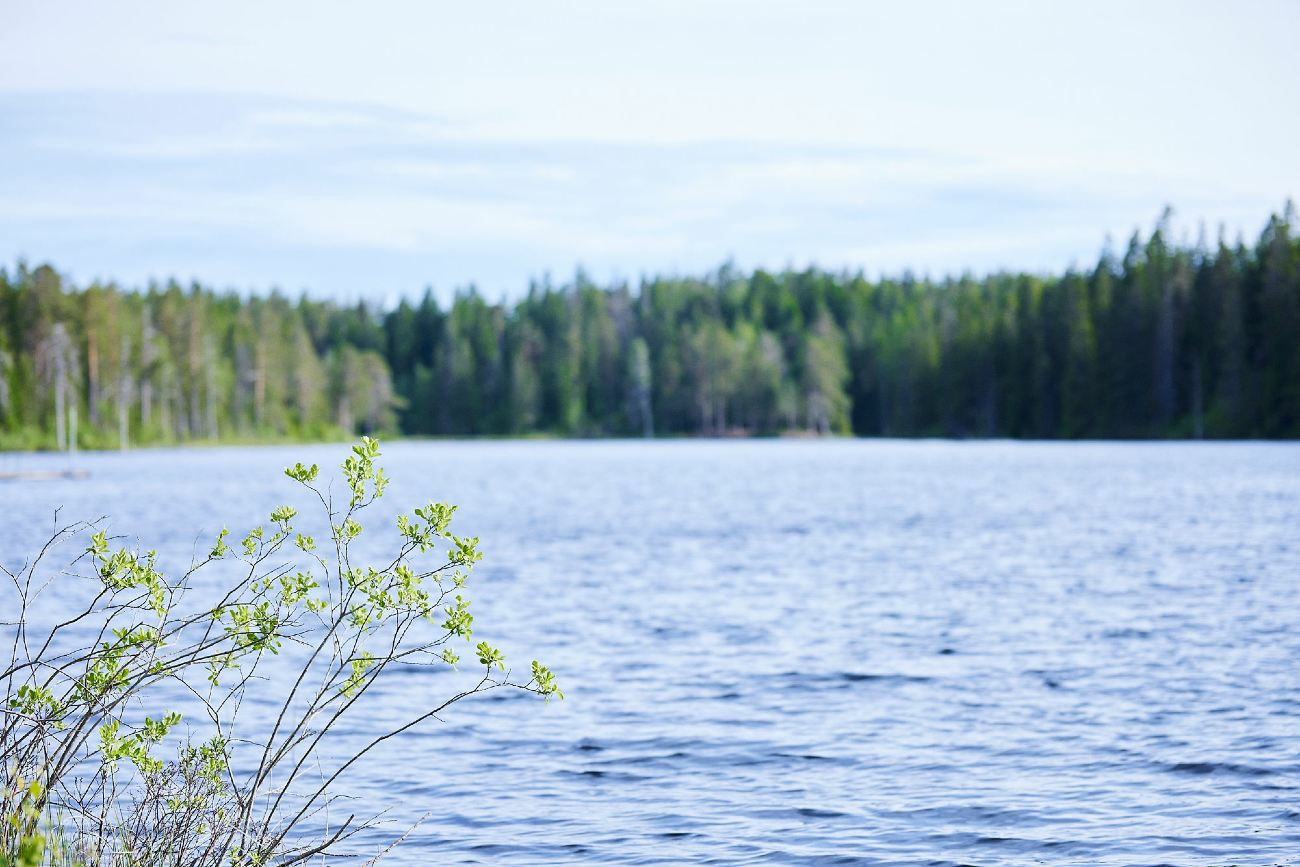 Stora Enso Skog-hero-background
