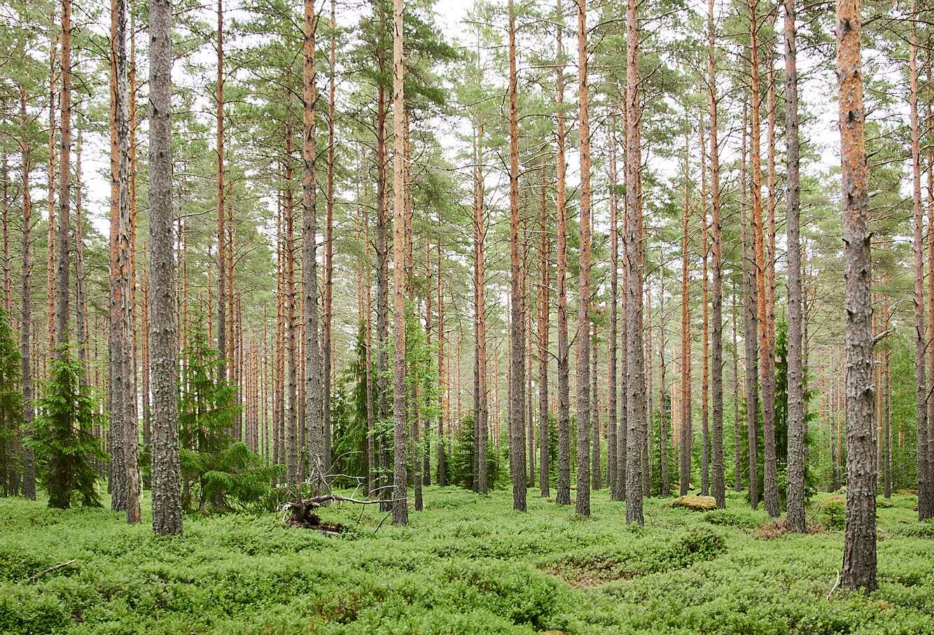 Stora Enso Skog-hero-background