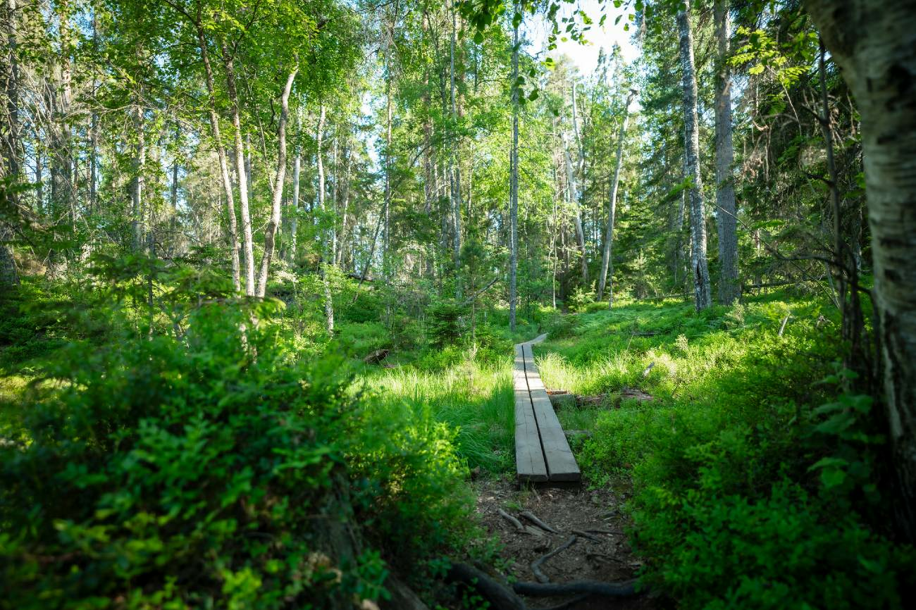 Stora Enso Skog-hero-background