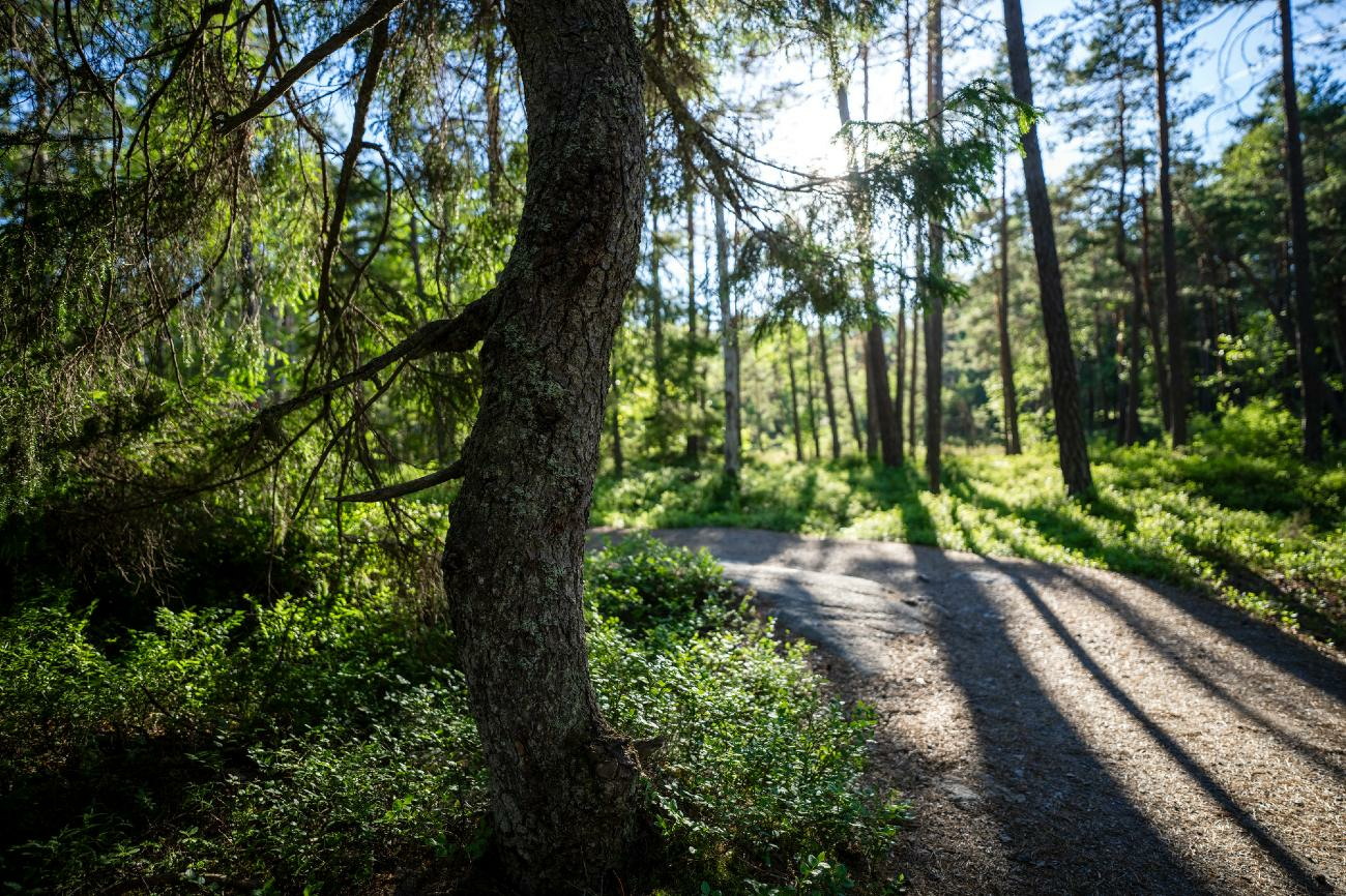 Stora Enso Skog-hero-background