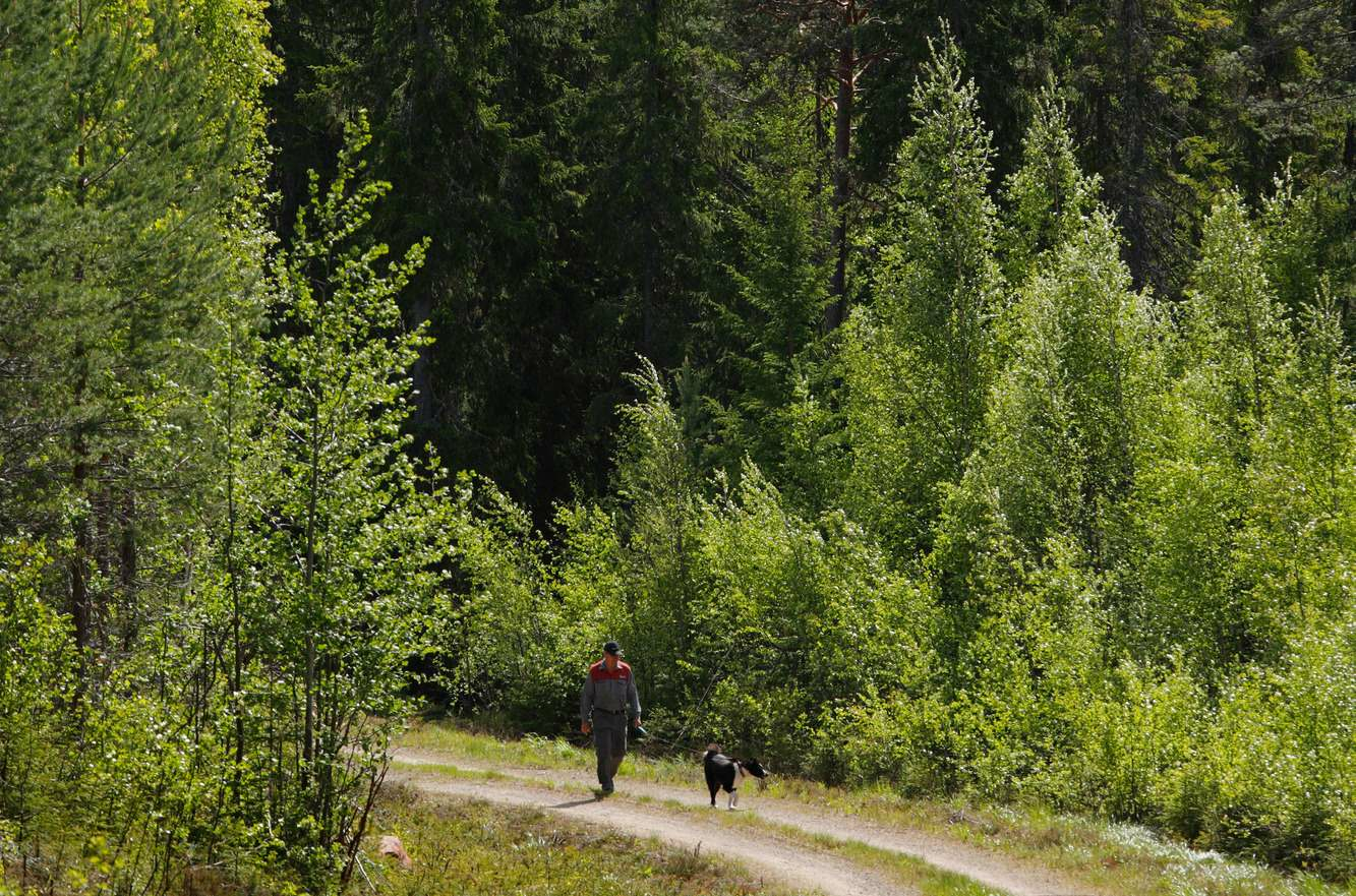 Stora Enso Skog-hero-background