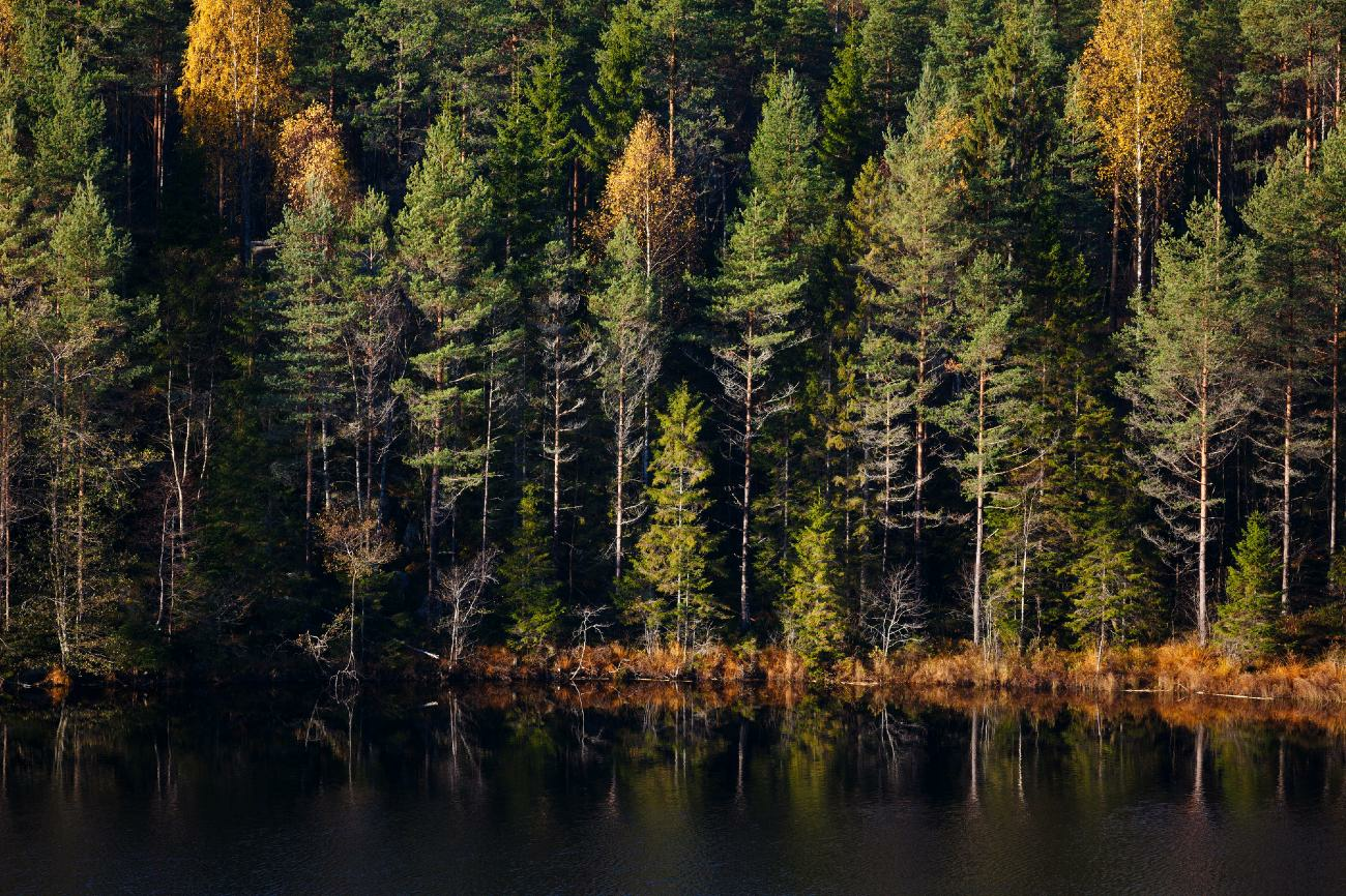Stora Enso Skog-hero-background