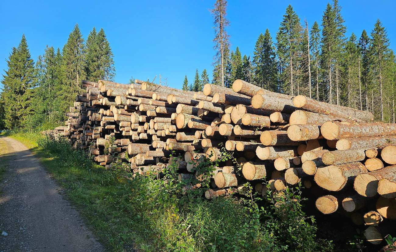 Stora Enso Skog-hero-background