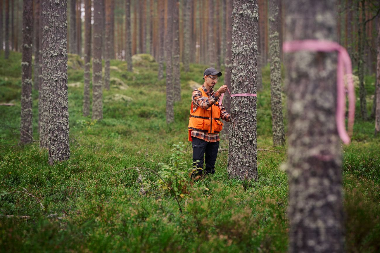 Stora Enso Skog-hero-background