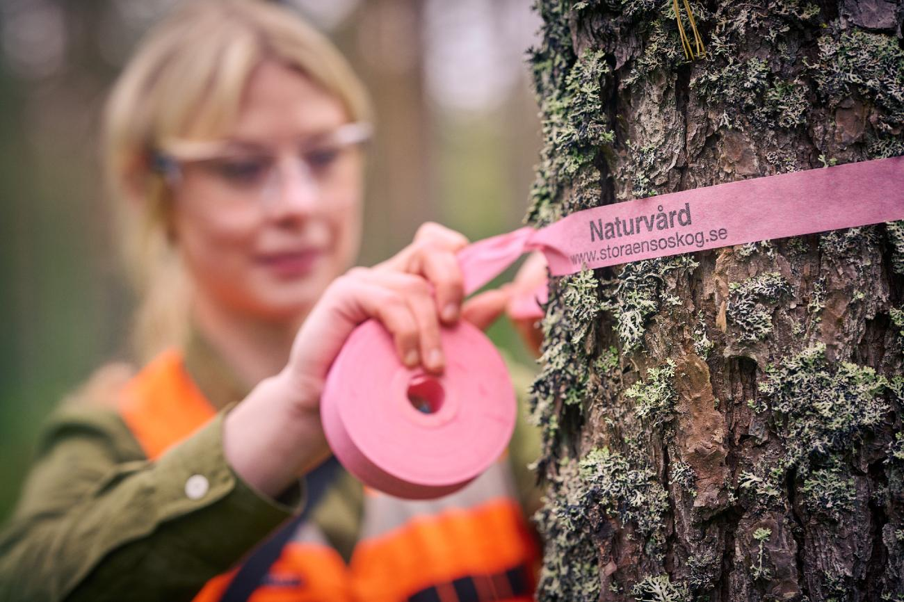 Stora Enso Skog-hero-background