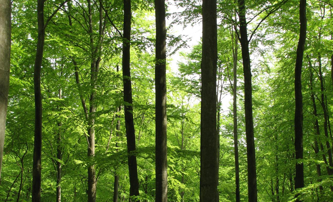 Stiftelsen Skånska Landskap-hero-background