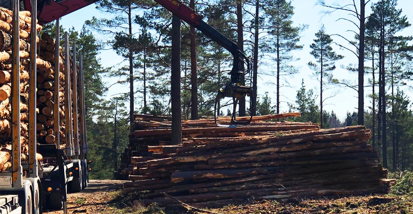 Nordic Forest-hero-background