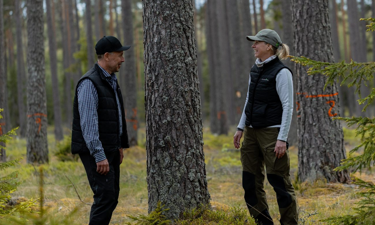 Rundvirke Skog-hero-background
