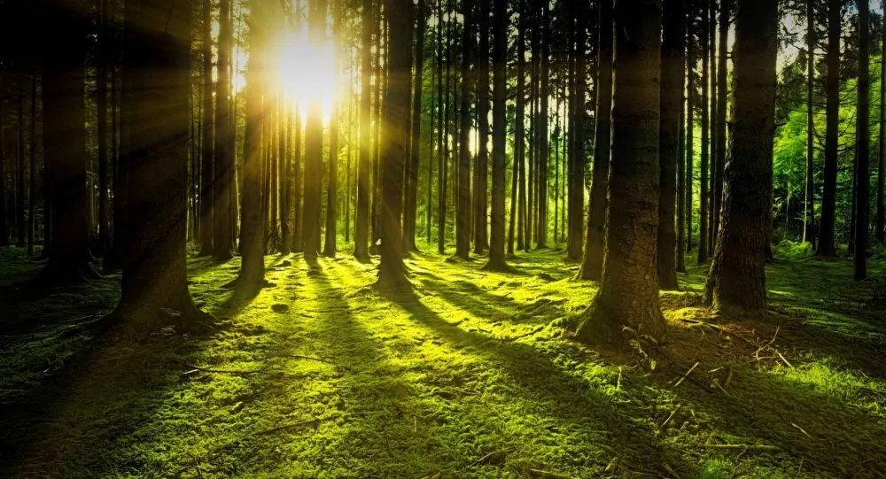 Natur- & Skogstjänst-hero-background