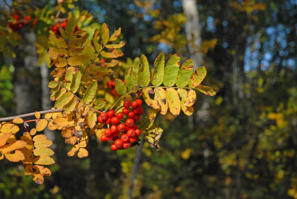 Areal-hero-background