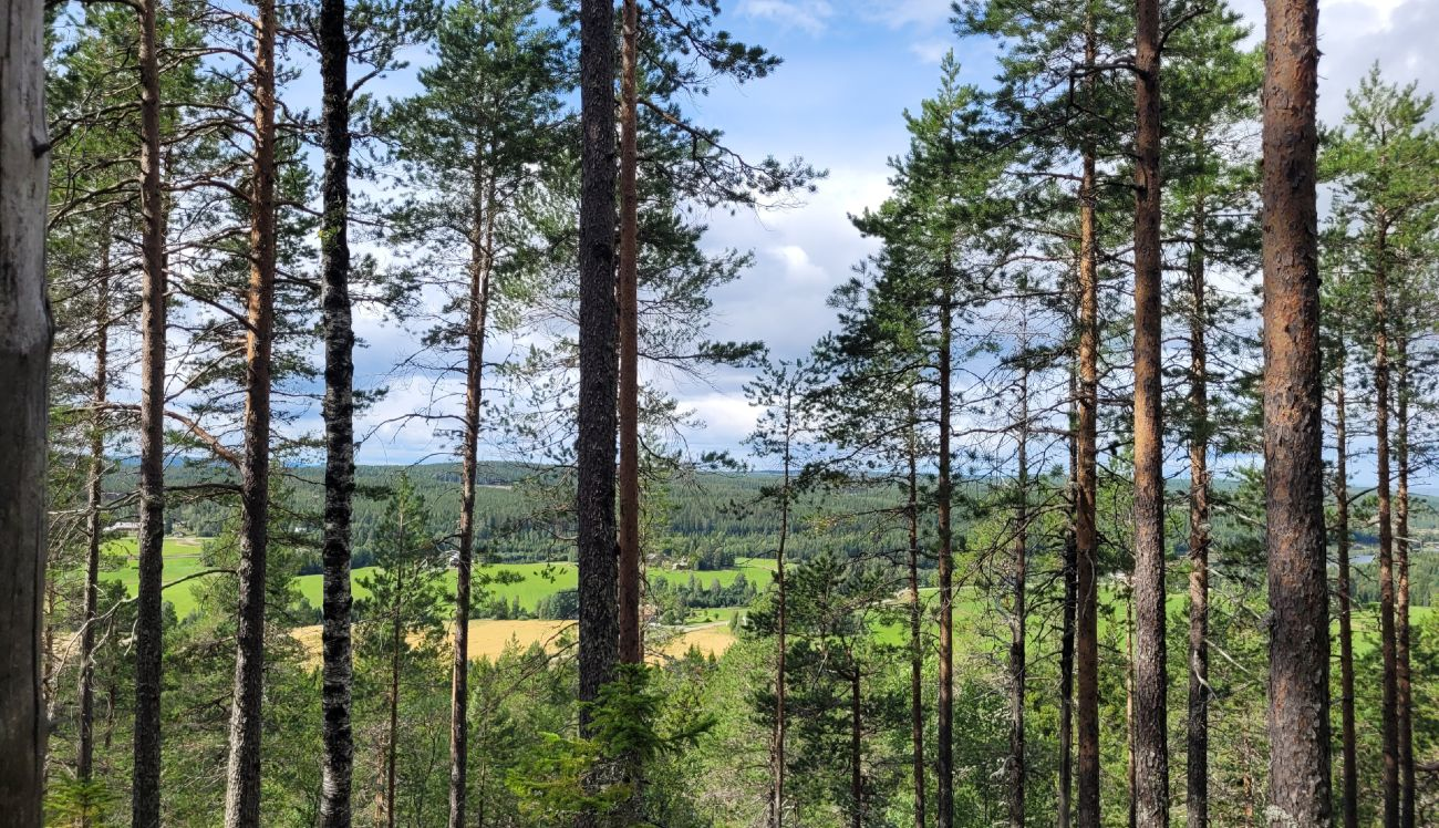 Boreal Partner-hero-background