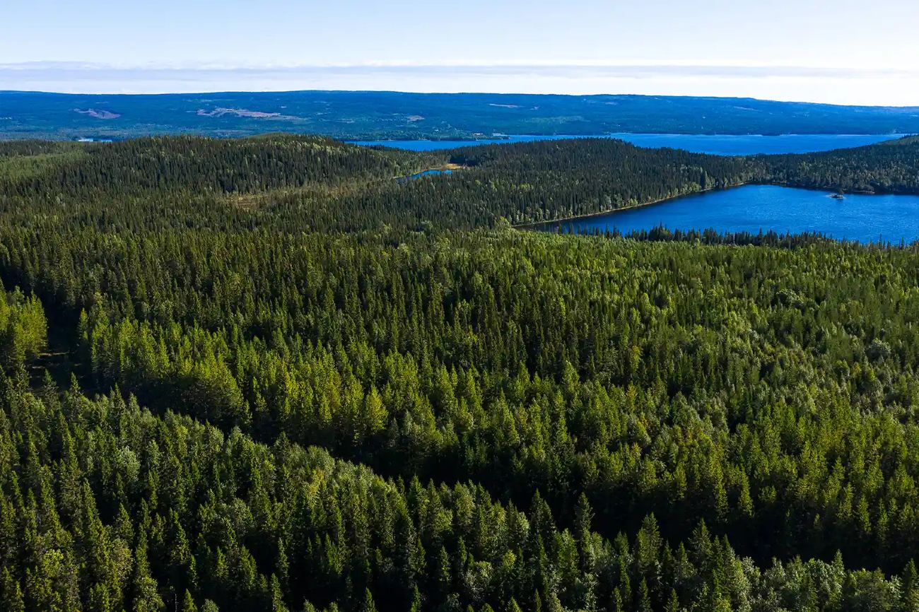 Akelius Skog-hero-background