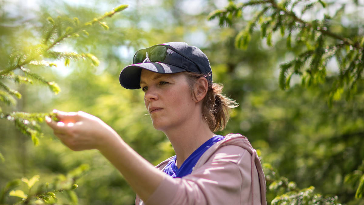 Skogforsk-hero-background