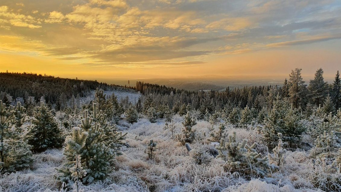 Skogskonsult Sverige-hero-background