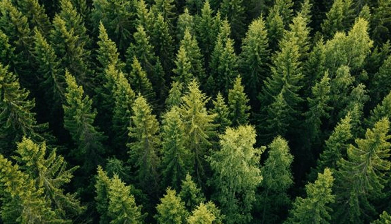 Arbonaut-hero-background