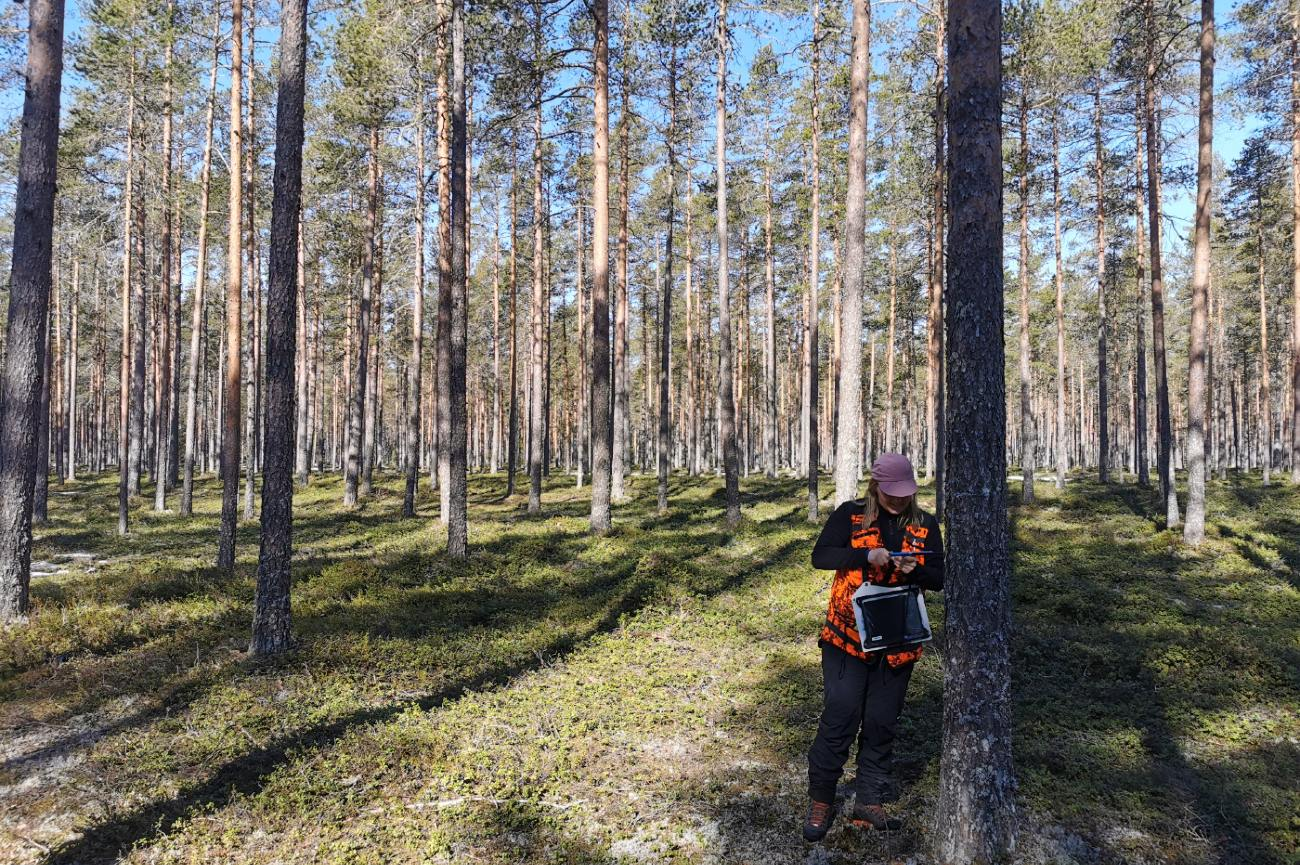 Boreal Partner-hero-background