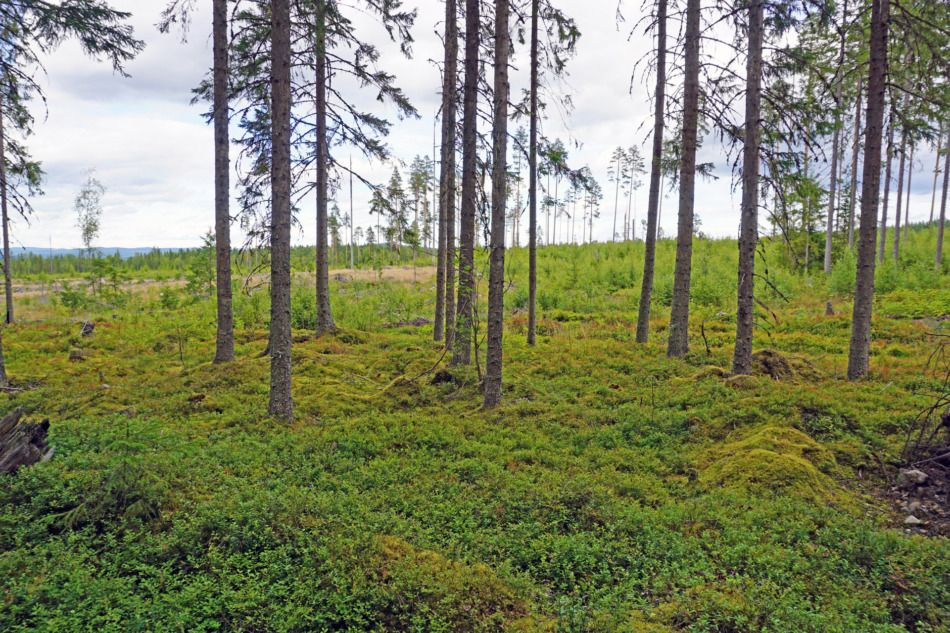 Areal-hero-background