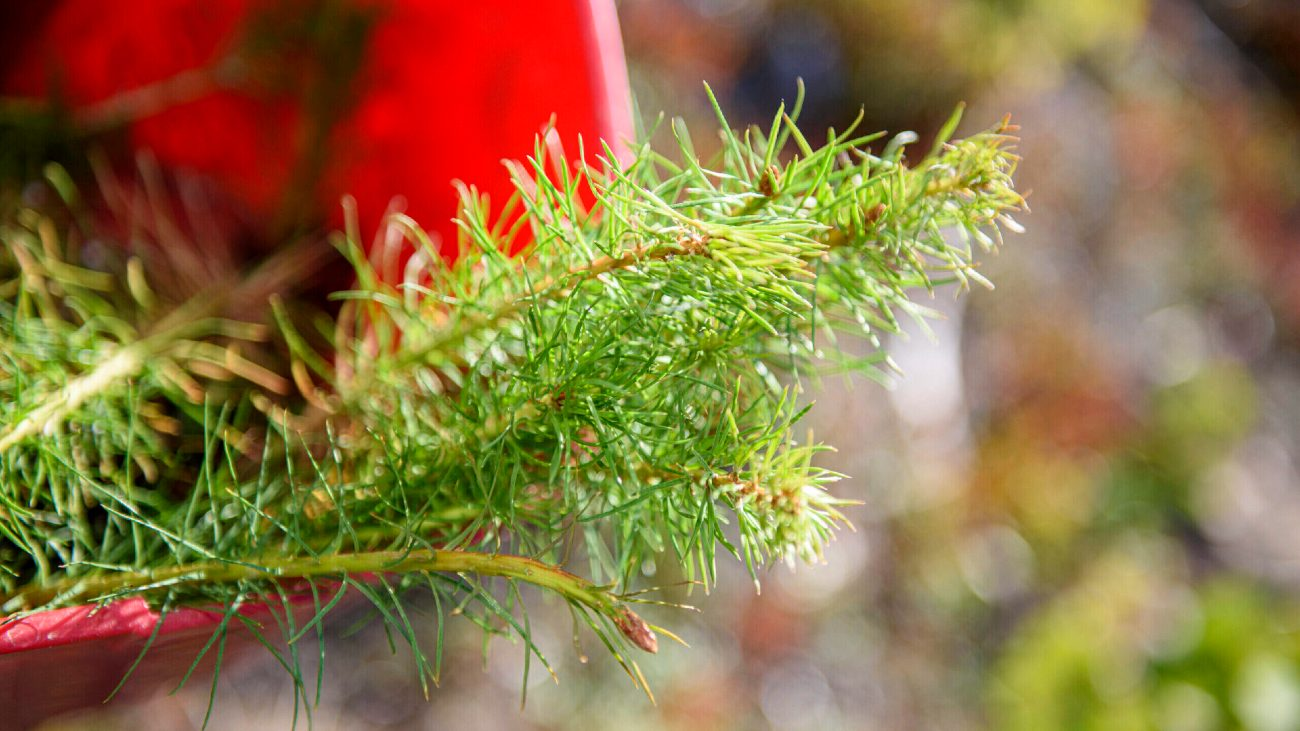 Stenvalls Trä AB-hero-background