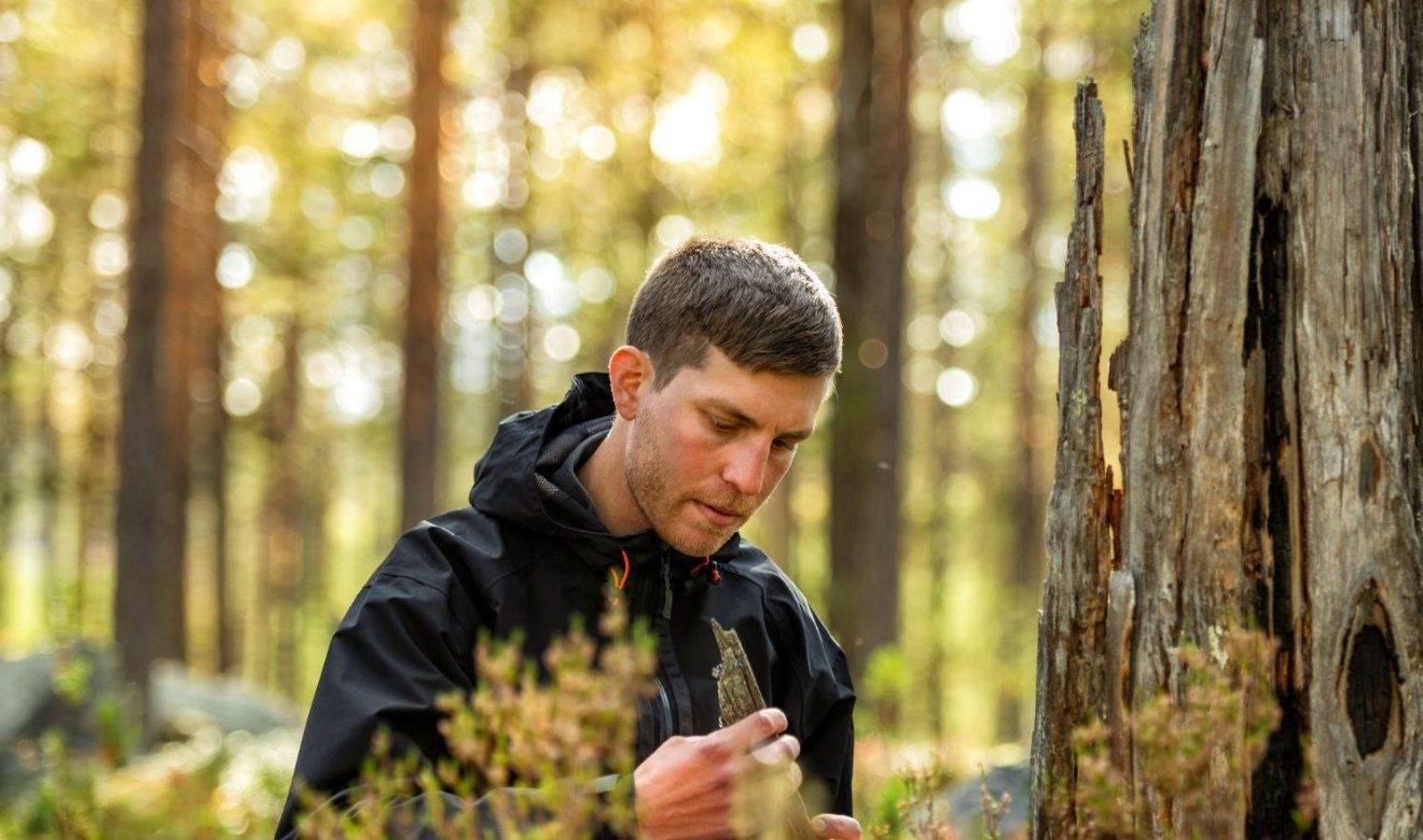 Sveaskog-hero-background