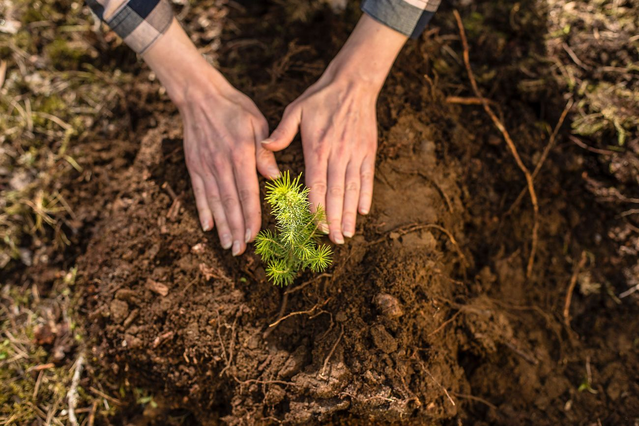 Stora Enso Skog-hero-background