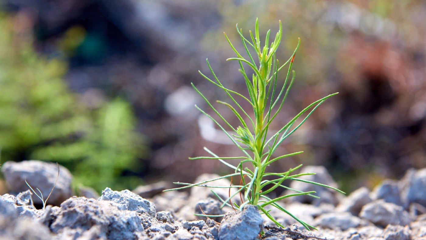 Stenvalls Trä AB-hero-background