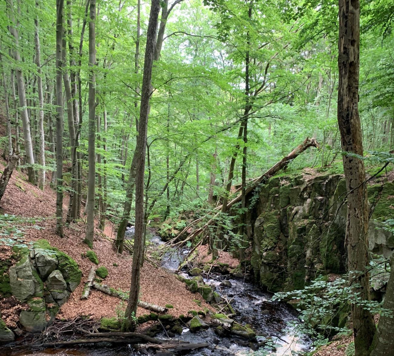 Nymölla Skog AB-hero-background