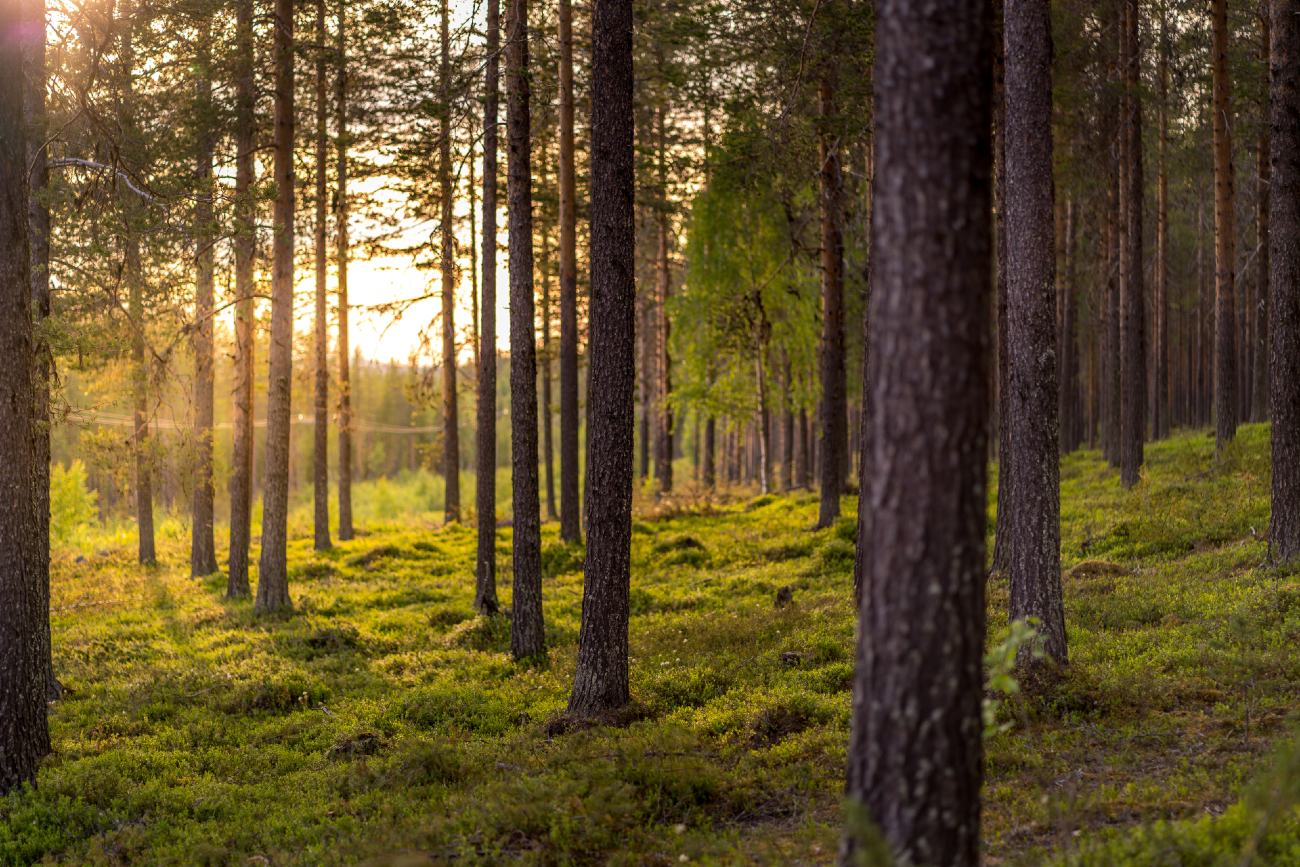 Jutos Timber-hero-background