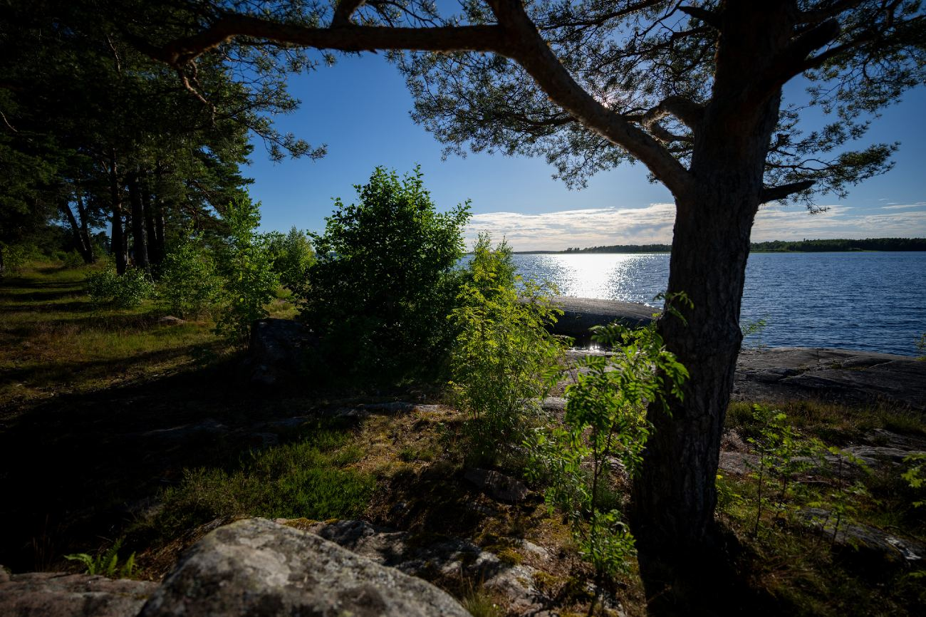 Stora Enso Skog-hero-background