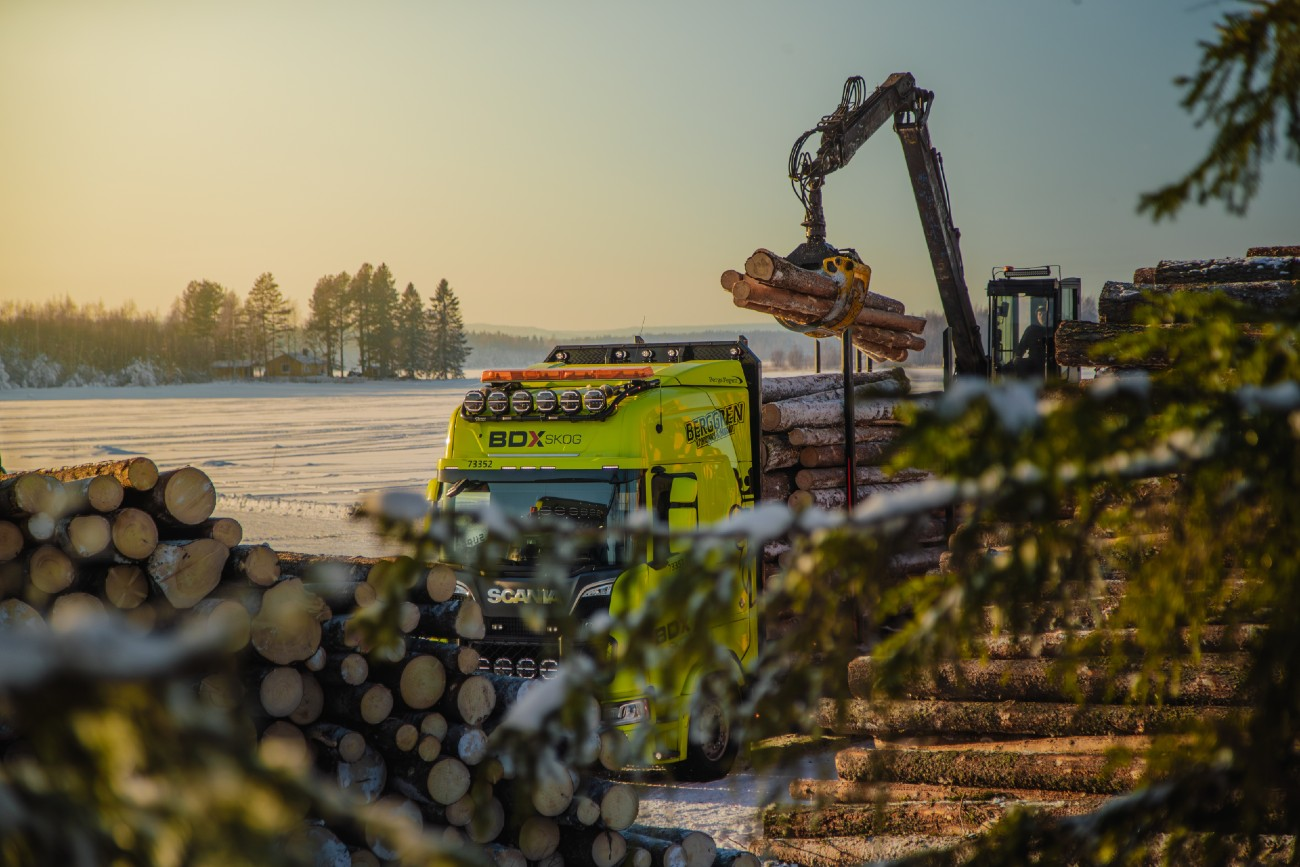 BDX Skog-hero-background
