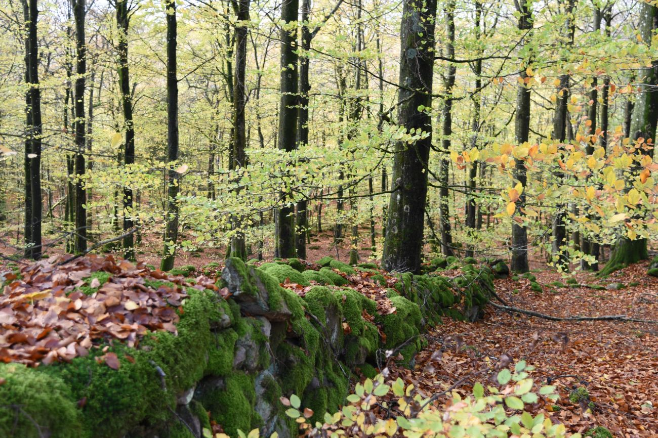 Lunds stift-hero-background