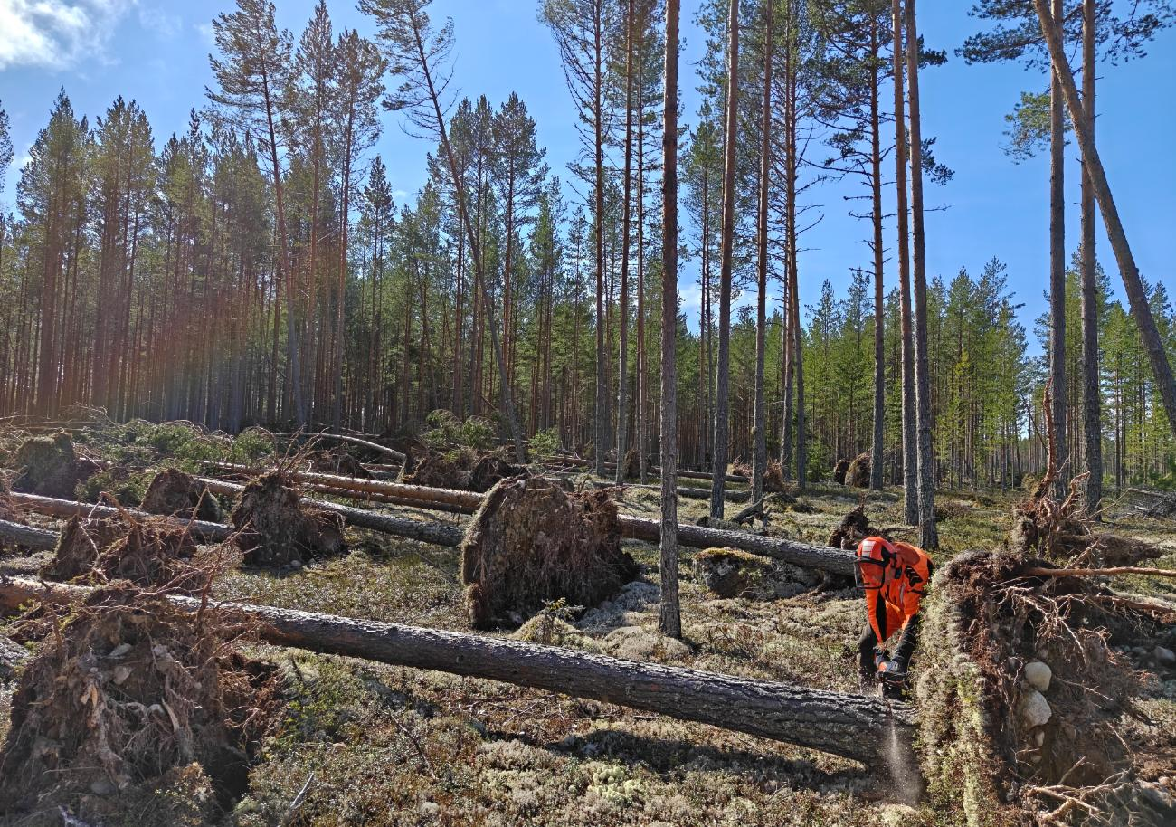 Skeri Skog & Trädgård AB-hero-background