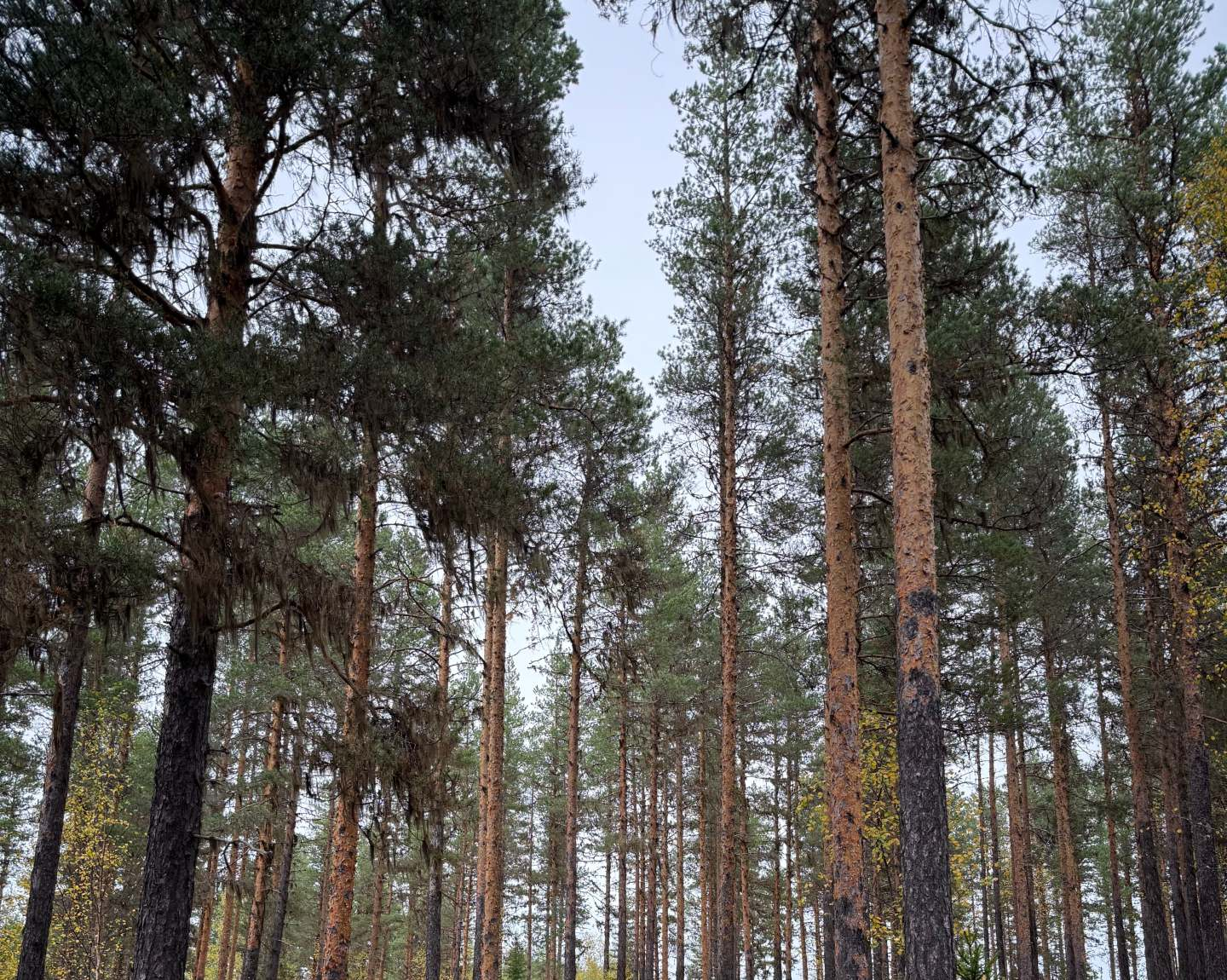 EKEN Financing Value Added Forestry-hero-background