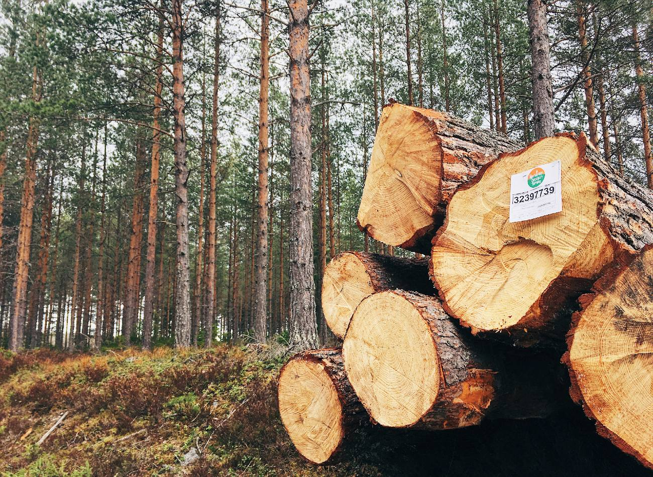 Norrhälsinge Skogsägareförening-hero-background
